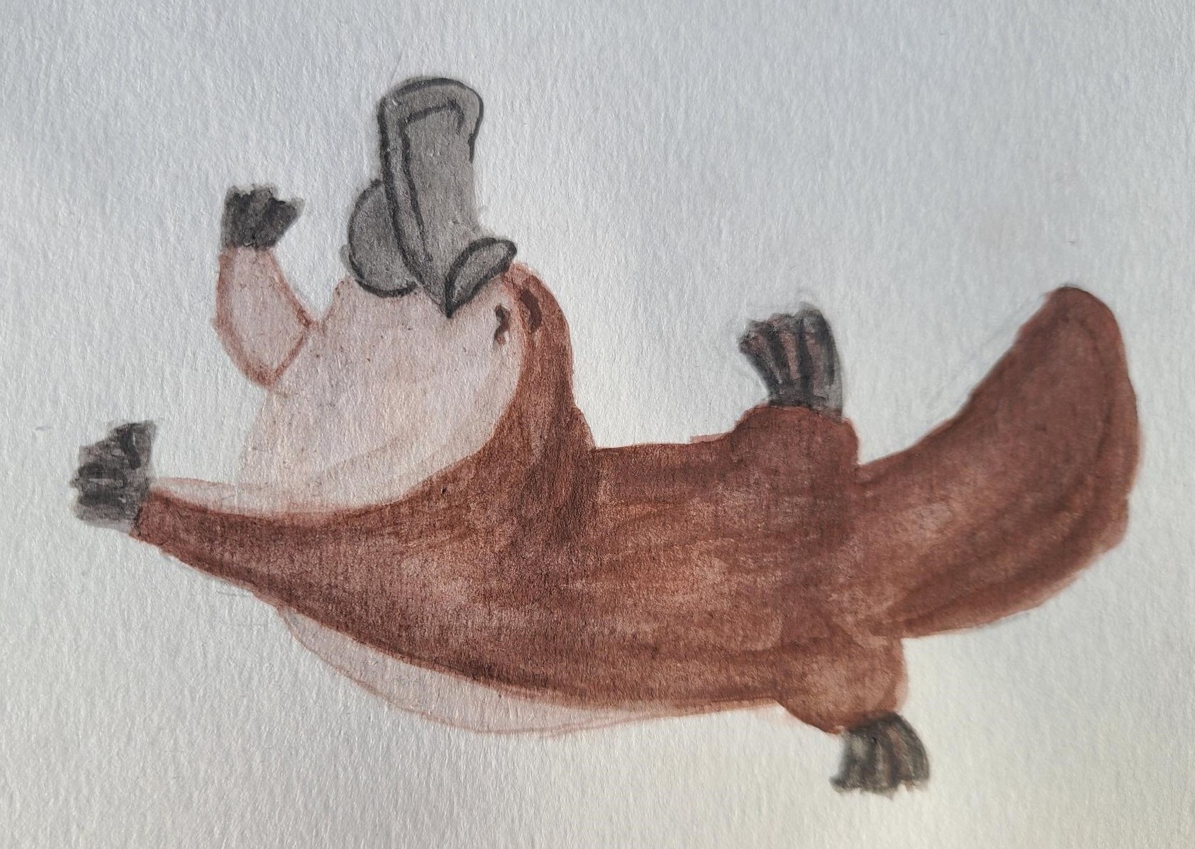 platypus (2)